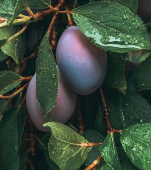 Kakadu Plum Soy Candle 220mL